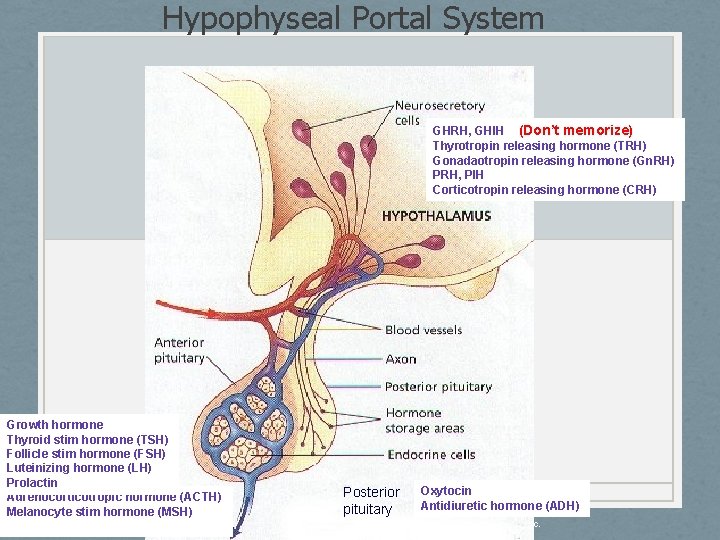 Hypophyseal Portal System GHRH, GHIH (Don’t memorize) Thyrotropin releasing hormone (TRH) Gonadaotropin releasing hormone