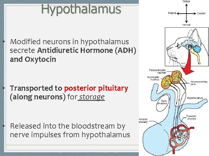 Hypothalamus • Modified neurons in hypothalamus secrete Antidiuretic Hormone (ADH) and Oxytocin • Transported