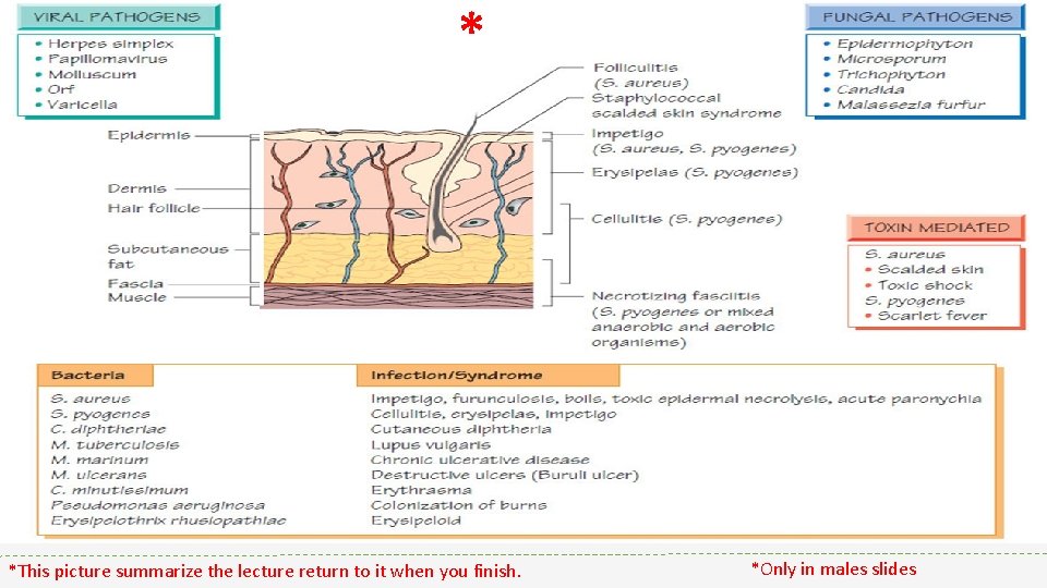 * *This picture summarize the lecture return to it when you finish. *Only in