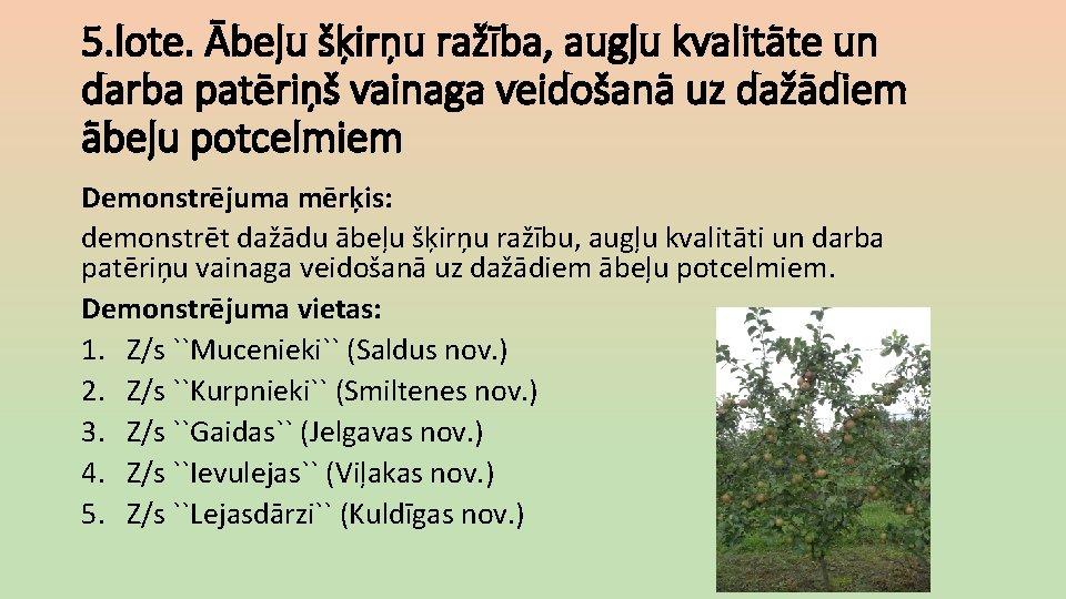 5. lote. Ābeļu šķirņu ražība, augļu kvalitāte un darba patēriņš vainaga veidošanā uz dažādiem