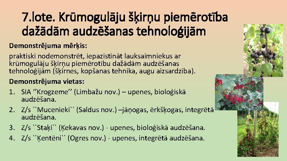 7. lote. Krūmogulāju šķirņu piemērotība dažādām audzēšanas tehnoloģijām Demonstrējuma mērķis: praktiski nodemonstrēt, iepazīstināt lauksaimniekus