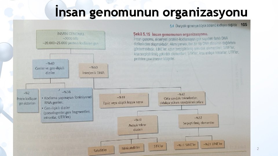 İnsan genomunun organizasyonu İNSAN GENOMU ~3000 Mb ~20000 -25000 protein kodlayan gen 2 