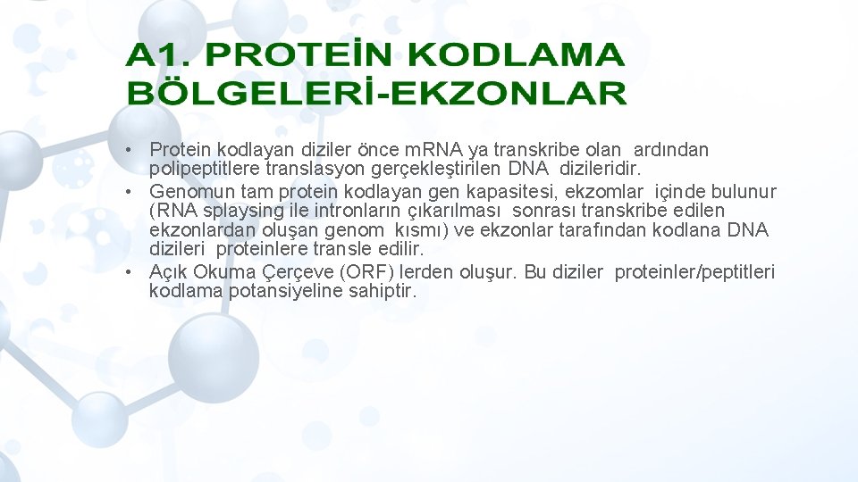  • Protein kodlayan diziler önce m. RNA ya transkribe olan ardından polipeptitlere translasyon