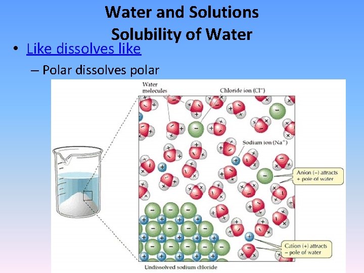 Water and Solutions Solubility of Water • Like dissolves like – Polar dissolves polar