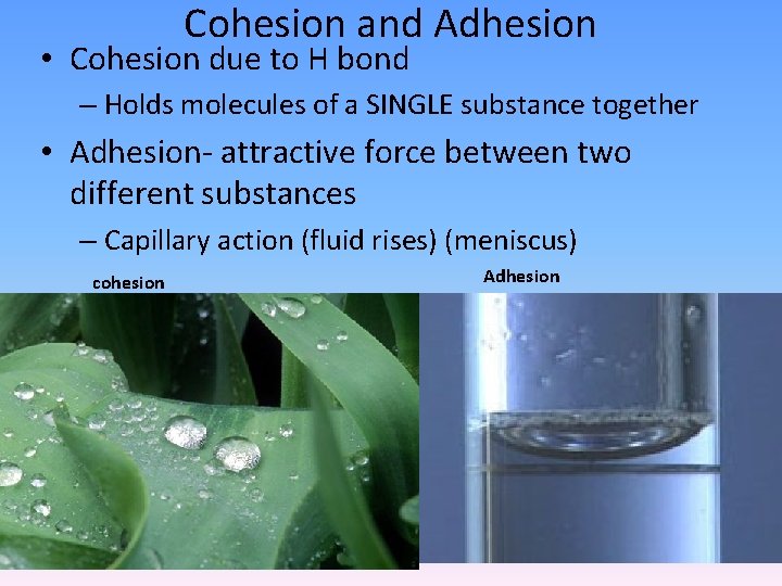 Cohesion and Adhesion • Cohesion due to H bond – Holds molecules of a