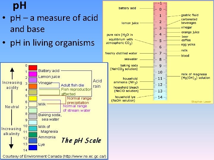 p. H • p. H – a measure of acid and base • p.