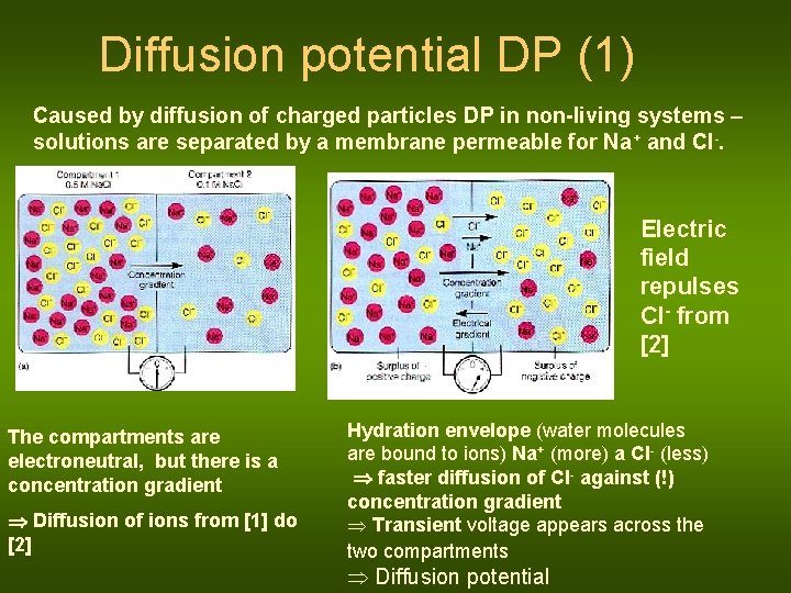 Diffusion potential DP (1) Caused by diffusion of charged particles DP in non-living systems