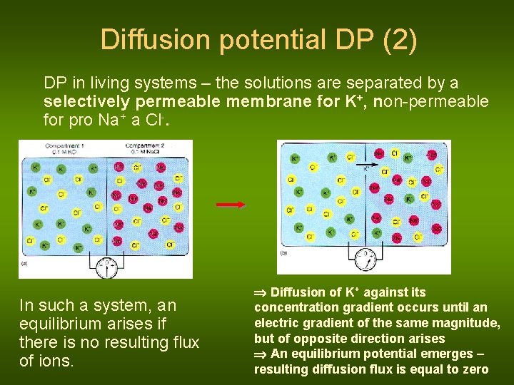 Diffusion potential DP (2) DP in living systems – the solutions are separated by