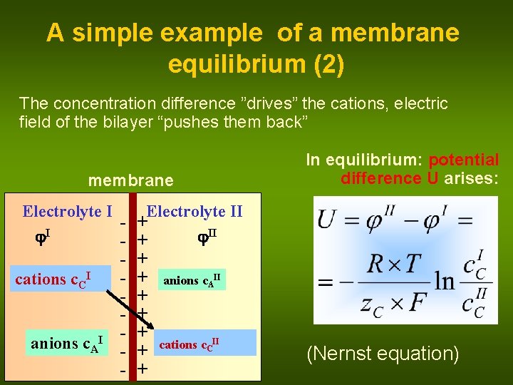 A simple example of a membrane equilibrium (2) The concentration difference ”drives” the cations,