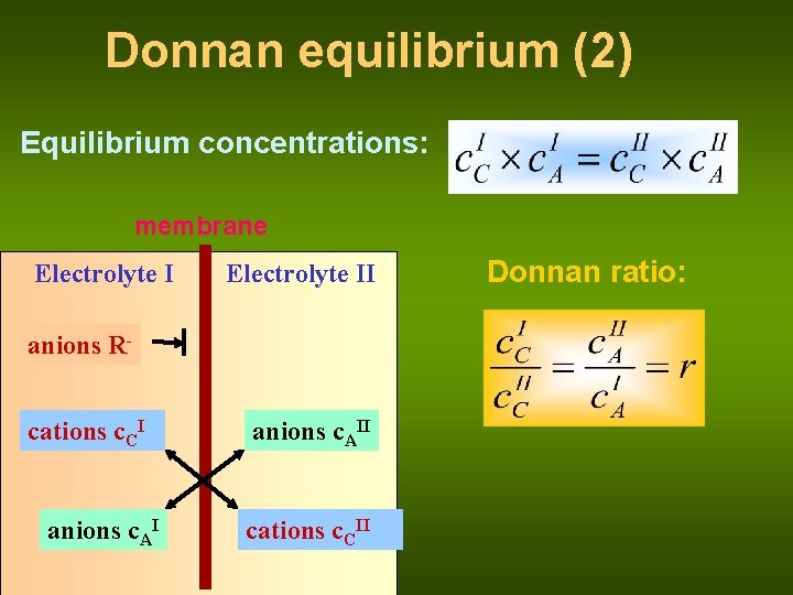 Donnan equilibrium (2) Equilibrium concentrations: membrane Electrolyte II anions Rcations c. CI anions c.