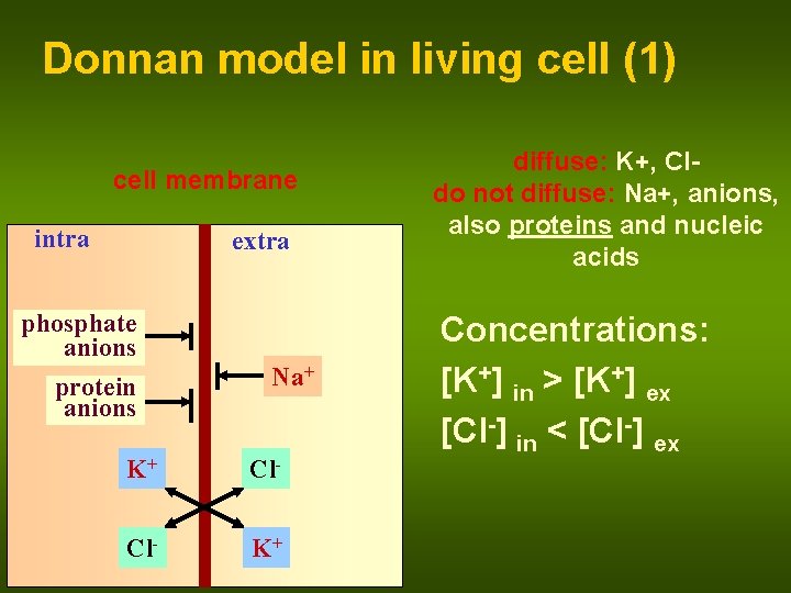 Donnan model in living cell (1) cell membrane intra extra phosphate anions protein anions