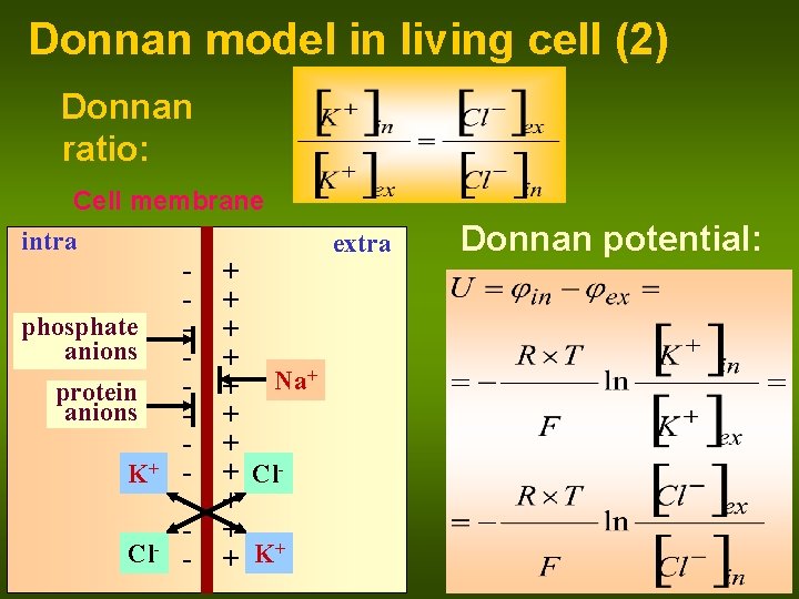 Donnan model in living cell (2) Donnan ratio: Cell membrane intra extra - +