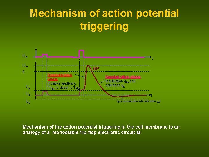 Mechanism of action potential triggering Um t UNa 0 Upr Umr UK AP Depolarization