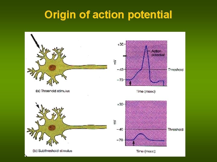 Origin of action potential 