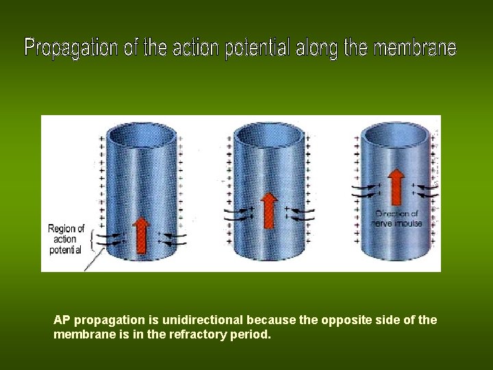 AP propagation is unidirectional because the opposite side of the membrane is in the