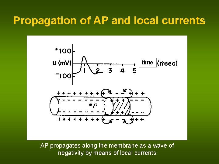 Propagation of AP and local currents time AP propagates along the membrane as a