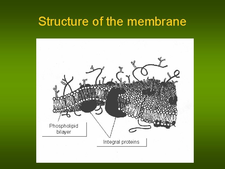 Structure of the membrane Phospholipid bilayer Integral proteins 