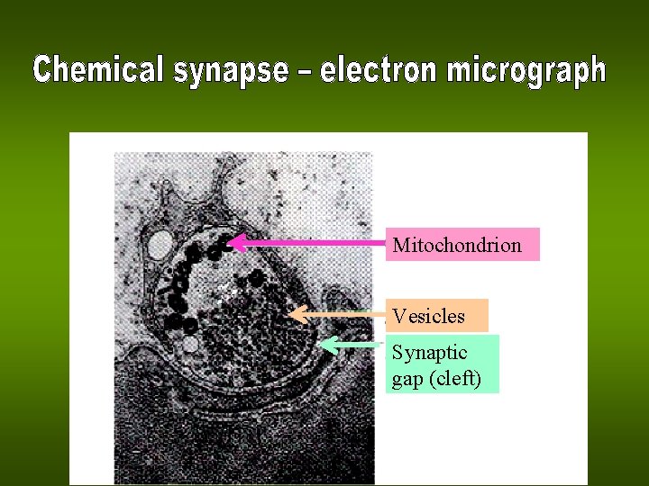 Mitochondrion Vesicles Synaptic gap (cleft) 