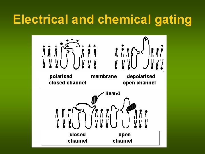 Electrical and chemical gating polarised membrane closed channel depolarised open channel 