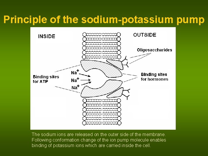 Principle of the sodium-potassium pump The sodium ions are released on the outer side