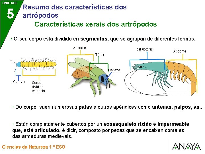 UNIDADE UNIDAD 5 3 Resumo das características dos artrópodos Características xerais dos artrópodos •