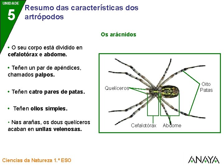 UNIDADE UNIDAD 5 3 Resumo das características dos artrópodos Os arácnidos • O seu