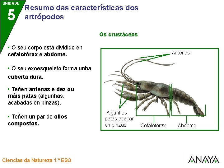 UNIDADE UNIDAD 5 3 Resumo das características dos artrópodos Os crustáceos • O seu