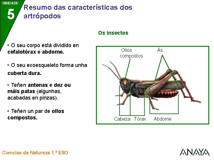 UNIDADE UNIDAD 5 3 Resumo das características dos artrópodos Os insectos • O seu