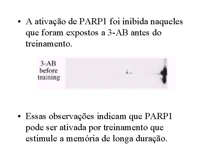  • A ativação de PARP 1 foi inibida naqueles que foram expostos a