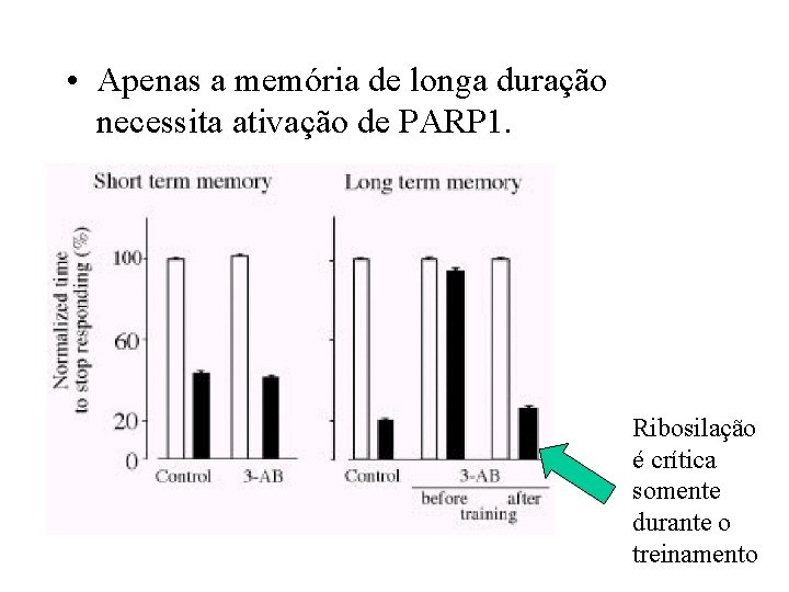  • Apenas a memória de longa duração necessita ativação de PARP 1. Ribosilação