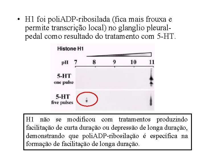  • H 1 foi poli. ADP-ribosilada (fica mais frouxa e permite transcrição local)