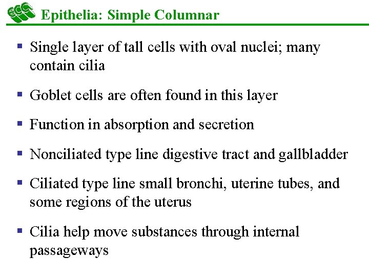 Epithelia: Simple Columnar § Single layer of tall cells with oval nuclei; many contain