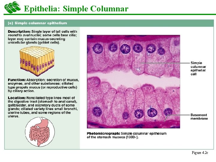 Epithelia: Simple Columnar Figure 4. 2 c 