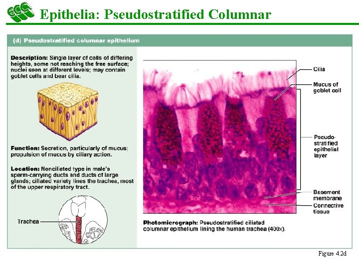 Epithelia: Pseudostratified Columnar § Single layer of cells with different heights; some do not