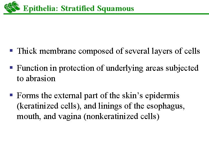 Epithelia: Stratified Squamous § Thick membrane composed of several layers of cells § Function