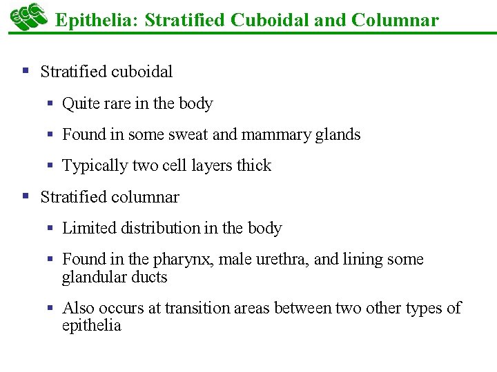 Epithelia: Stratified Cuboidal and Columnar § Stratified cuboidal § Quite rare in the body
