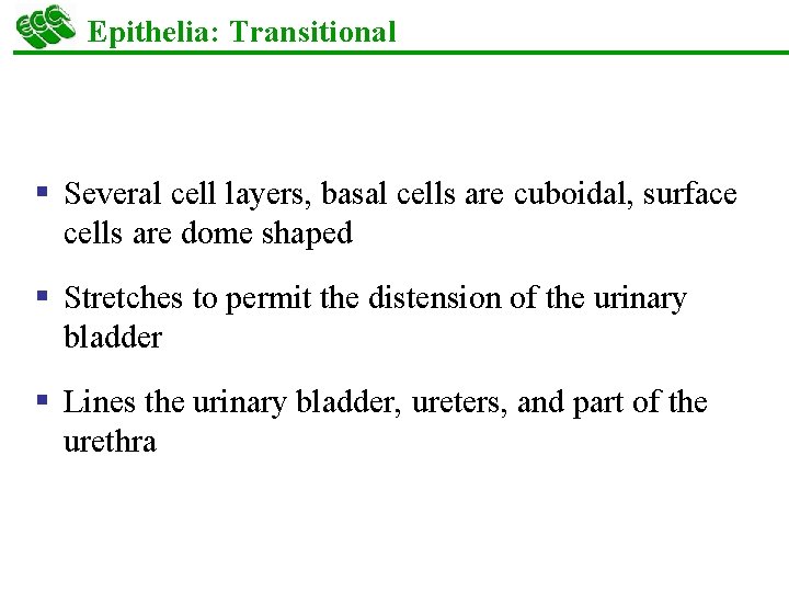 Epithelia: Transitional § Several cell layers, basal cells are cuboidal, surface cells are dome