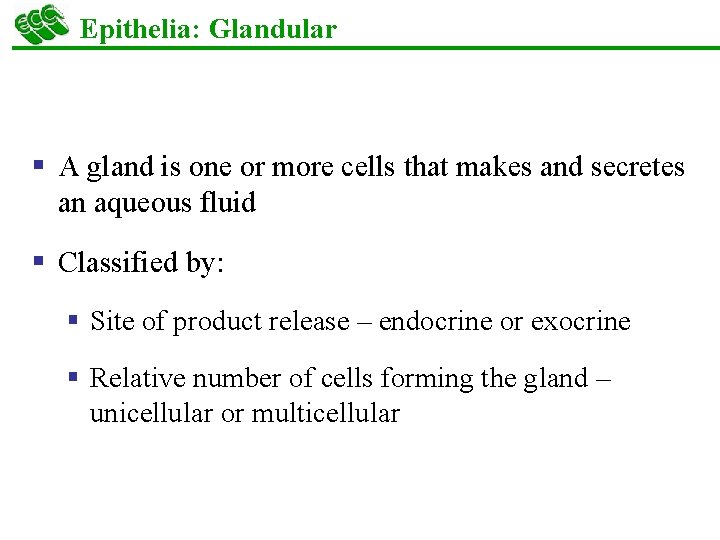 Epithelia: Glandular § A gland is one or more cells that makes and secretes