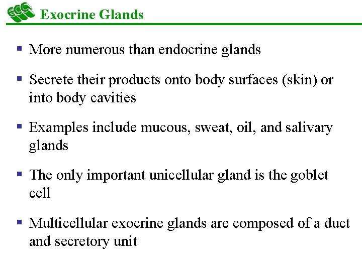 Exocrine Glands § More numerous than endocrine glands § Secrete their products onto body