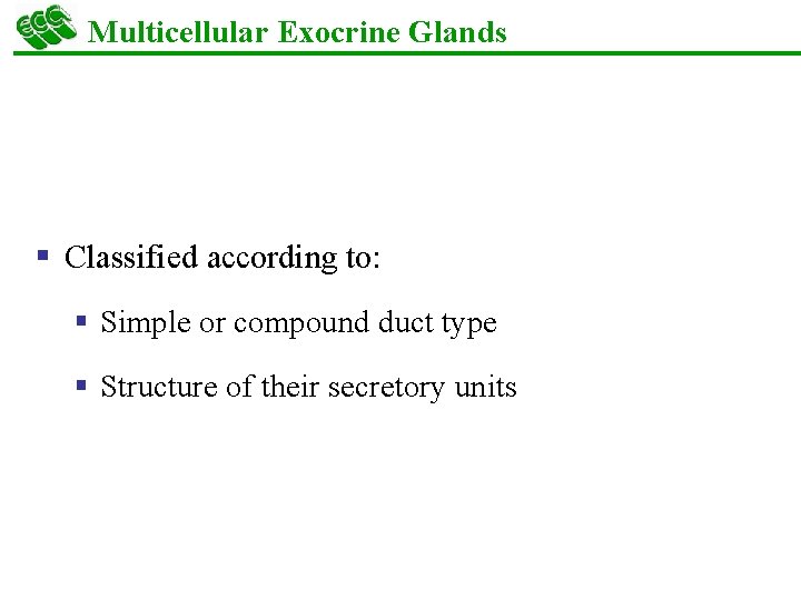 Multicellular Exocrine Glands § Classified according to: § Simple or compound duct type §