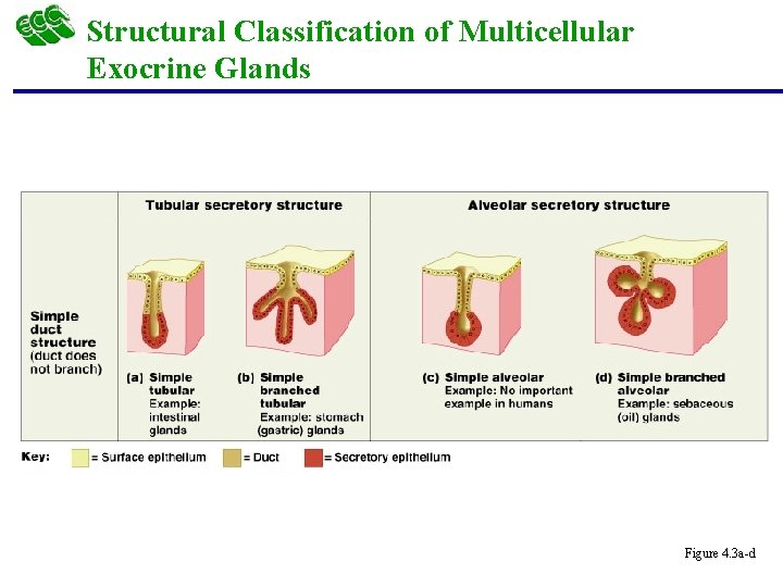 Structural Classification of Multicellular Exocrine Glands Figure 4. 3 a-d 