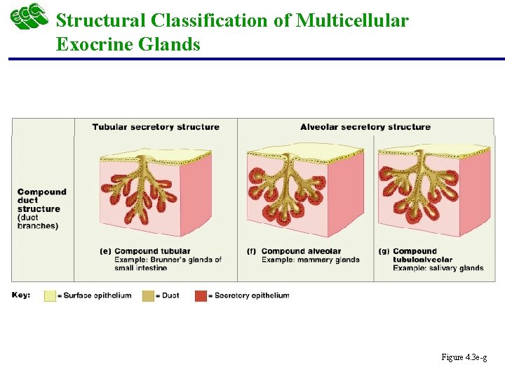 Structural Classification of Multicellular Exocrine Glands Figure 4. 3 e-g 