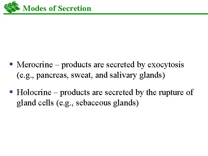 Modes of Secretion § Merocrine – products are secreted by exocytosis (e. g. ,