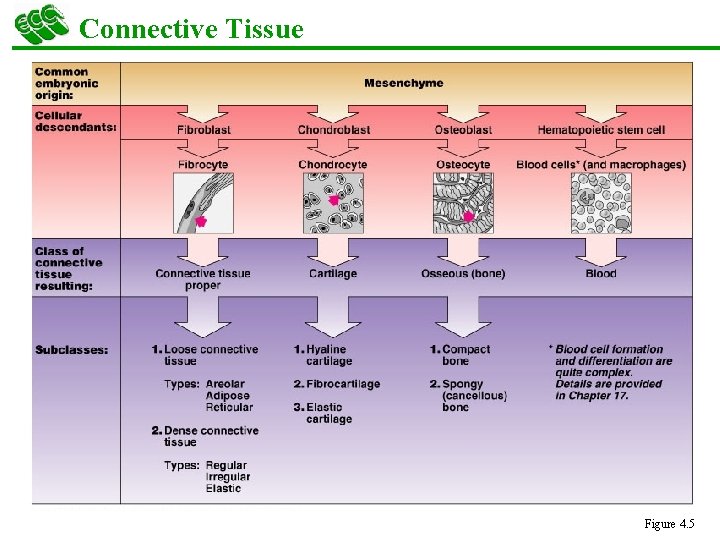 Connective Tissue Figure 4. 5 