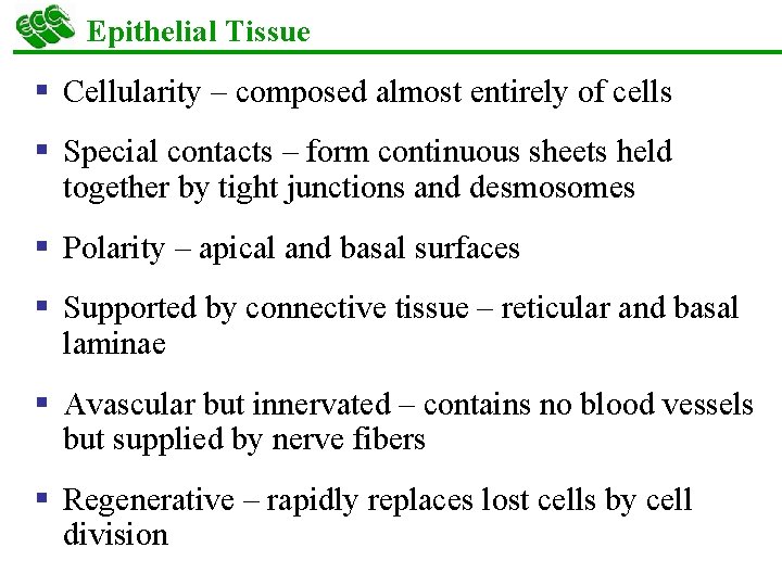 Epithelial Tissue § Cellularity – composed almost entirely of cells § Special contacts –