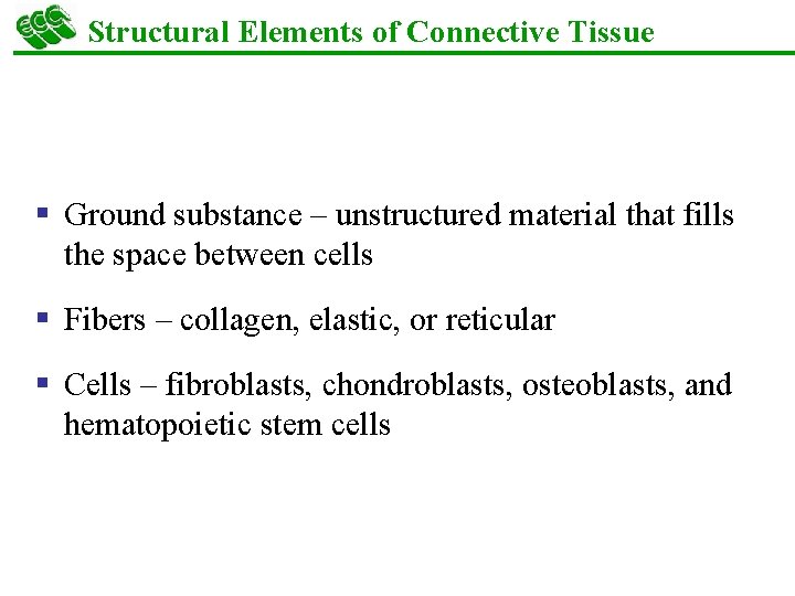 Structural Elements of Connective Tissue § Ground substance – unstructured material that fills the