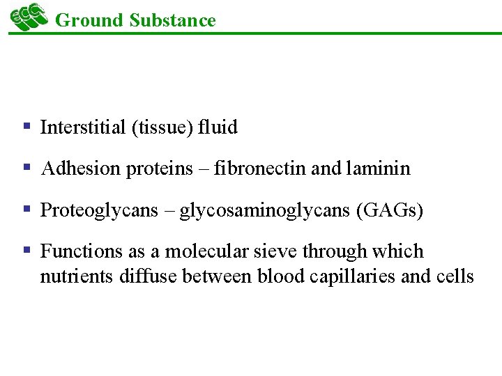 Ground Substance § Interstitial (tissue) fluid § Adhesion proteins – fibronectin and laminin §