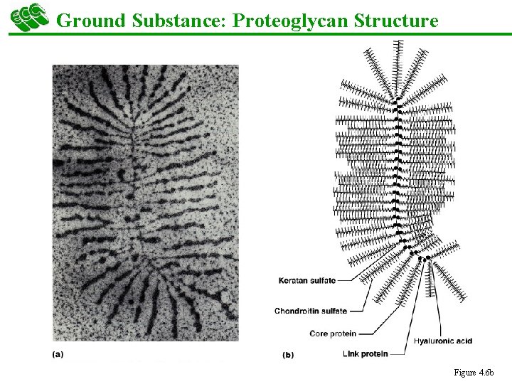 Ground Substance: Proteoglycan Structure Figure 4. 6 b 