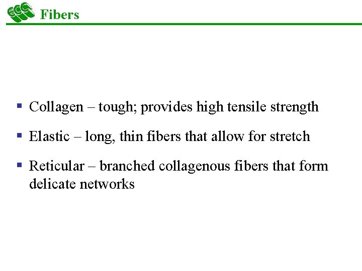 Fibers § Collagen – tough; provides high tensile strength § Elastic – long, thin