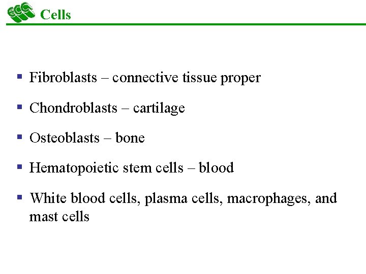 Cells § Fibroblasts – connective tissue proper § Chondroblasts – cartilage § Osteoblasts –